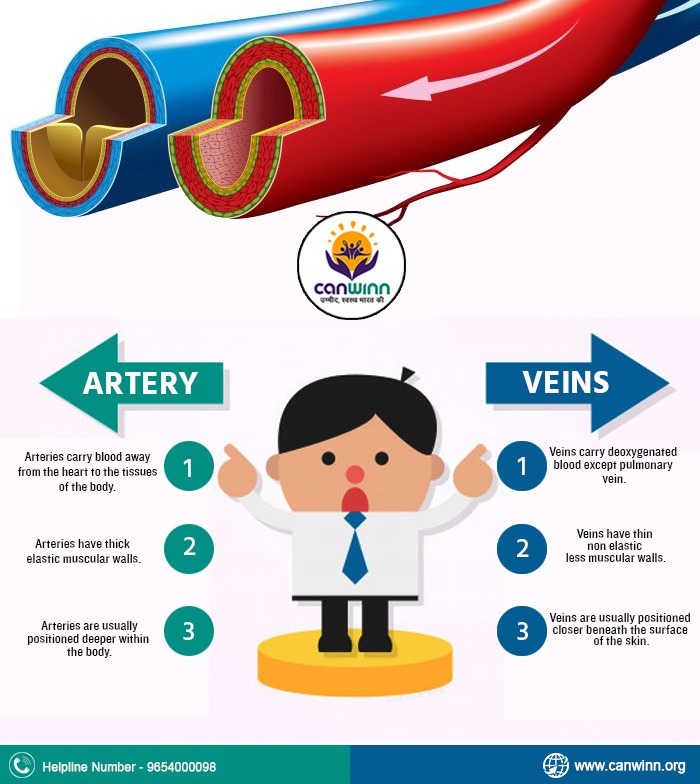 Major differences Between Artery & Veins