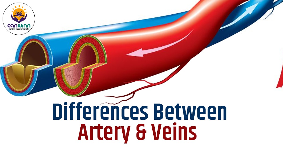 Differences Between Artery & Veins